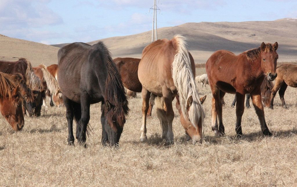 Horses get the flu, too