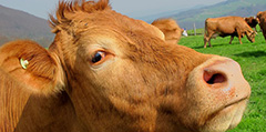 Mad Cow Disease reported in Mongolia