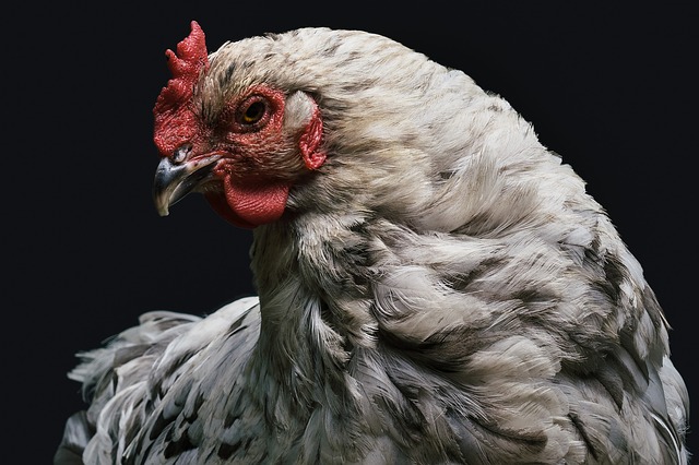 Virulent Newcastle Disease update: 117 cases in four California counties