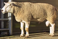 Lameness Control in Sheep（1）