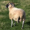 Lameness Control in Sheep（2）