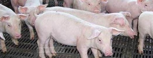  Prevention and treatment of several common diseases in pigs​