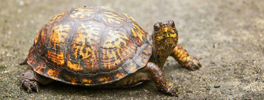 How does Oxytetracycline Tablets treat the skin of tortoise?
