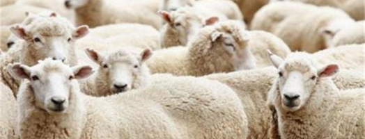 Which medicine is suitable for sheep to cough, runny nose or sneeze?