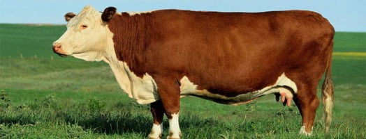 How do veterinarians use Metamizole Sodium Injection dose correctly for Cattle ?