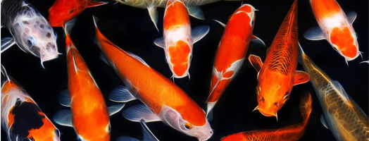 Description of dosage and use of ivermectin for Koi Carp