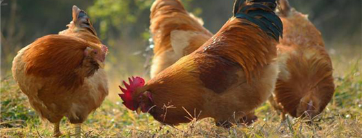 Can Oxytetracycline Be Used in Chicken Enteritis？