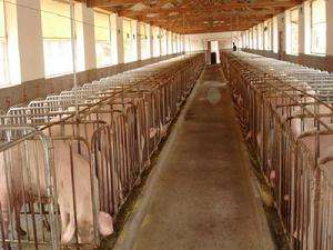 Pig farm