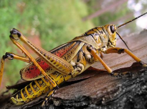 LOCUST SWARMS AS BIG AS CITIES ARE CAUSING A CRISIS IN AFRICA AS EXPERTS WARN THEY COULD GET 400 TIMES BIGGER