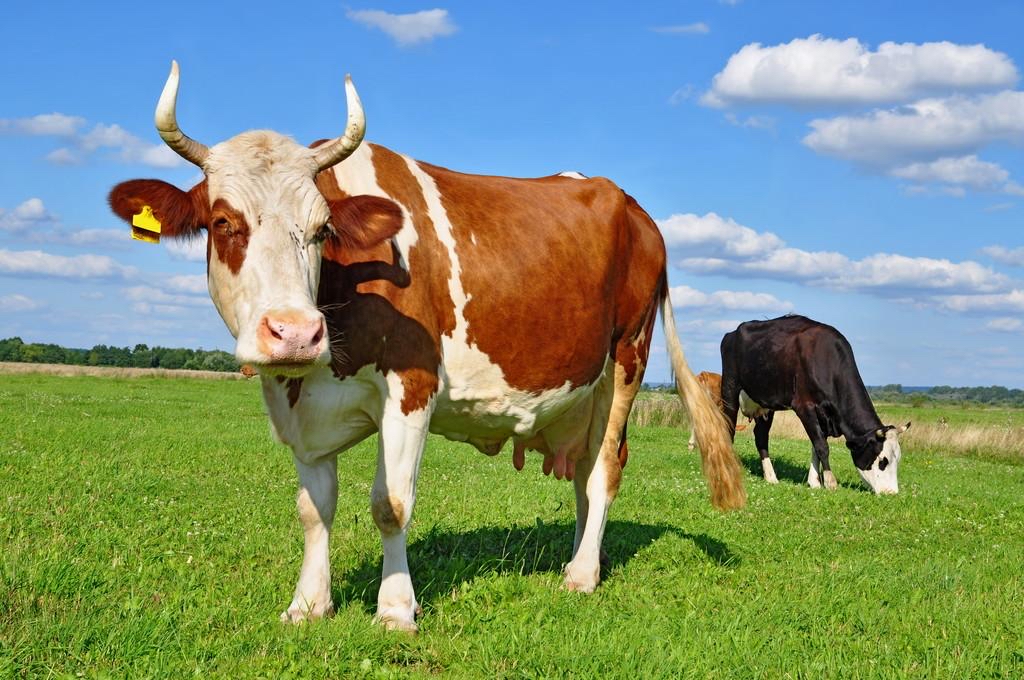 How to prevent common diseases of cattle raising in spring?