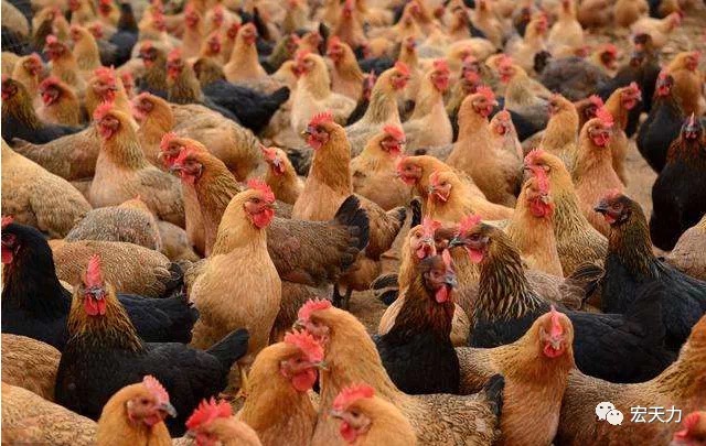 [Poultry breeding] 8 key points of high-efficiency chicken breeding technology