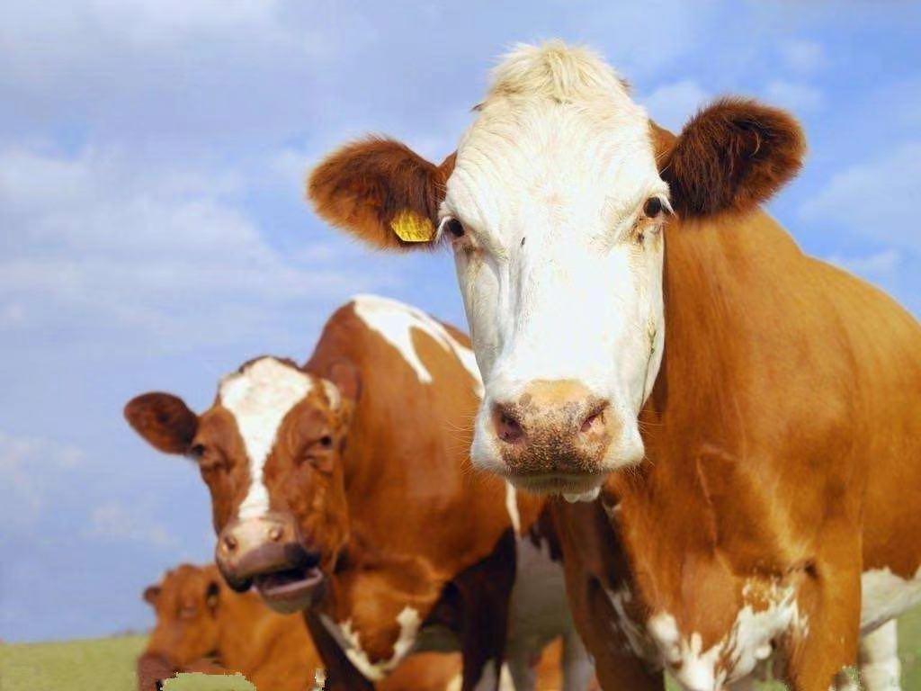 The high incidence of cattle foot-and-mouth disease season, prevention and treatment plan! !