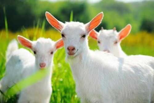 Practical technology of large-scale meat goat breeding