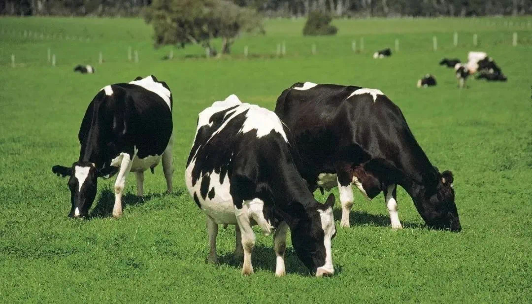Causes and prevention of lameness in dairy cows