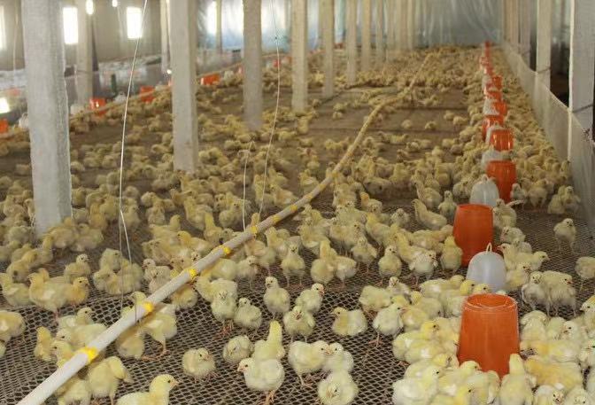 Management | Three aspects must be done in the prevention and control of chicken diseases in spring