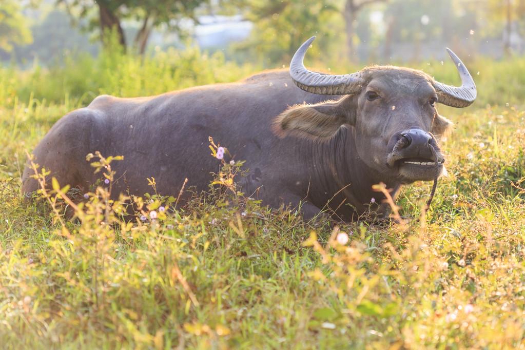 How to reasonably use roughage for dairy cows