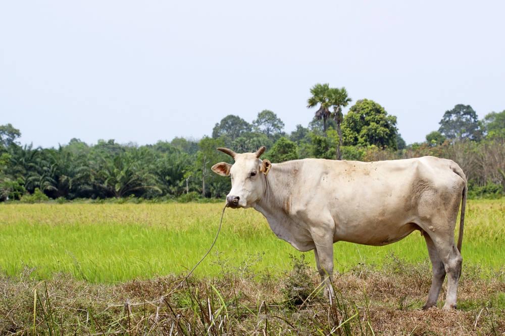 How do grassroots veterinarians implement epidemic prevention work for cattle and sheep