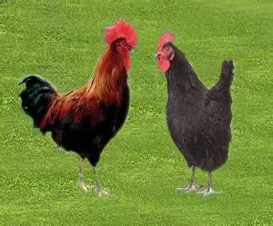 Key techniques for breeding of laying hens during brooding and growing period