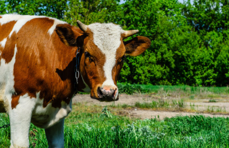 Technology of raising cattle