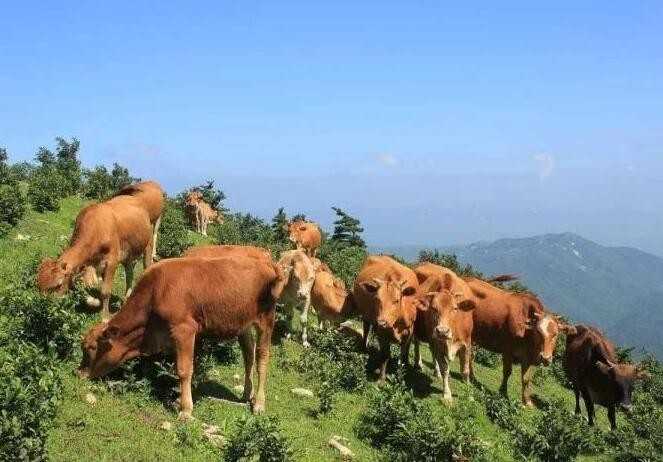 How to reasonably use roughage for dairy cows