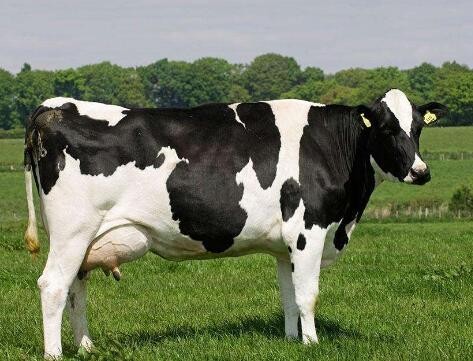 Introduction to the breed performance of Holstein (Dutch cattle)
