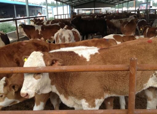 Bagged silage method and feeding method of cattle feed