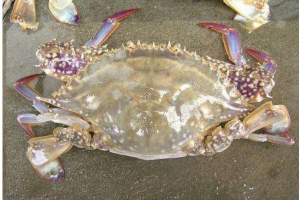 How to raise swimming crabs? Stocking time, bait feeding, harvest management
