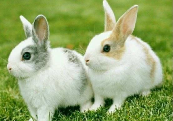 Pay attention to these points when raising long-haired rabbits in rural areas, the quality of rabbit fur will be better!