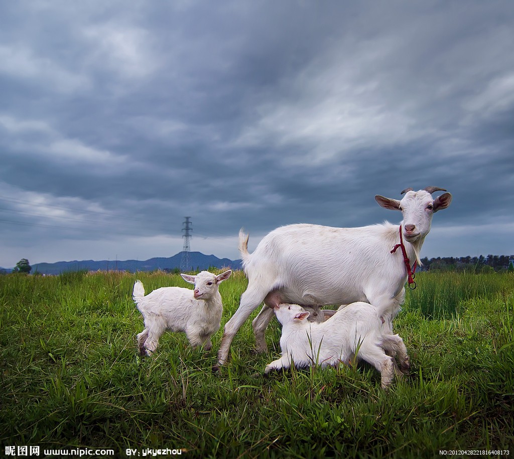 What are the benefits of eating salt for sheep? Why do sheep like to eat salt?