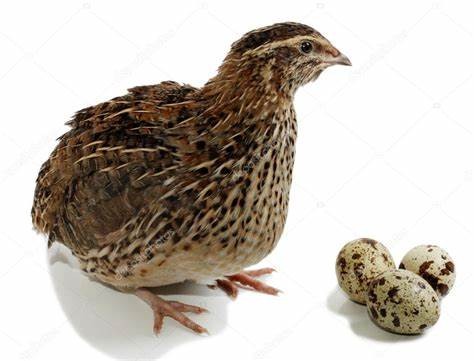 Feeding and management techniques of quail in different periods