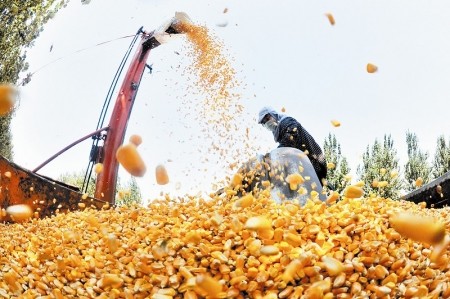 Corn soared by 200 yuan, will it exceed 2 yuan in June and July? Two factors need to be vigilant, corn may drop in price