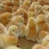 Diagnosis and prevention of duck egg production syndrome