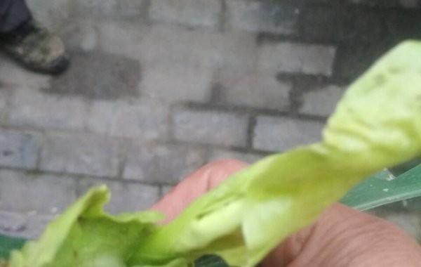 Corn leaves show pale markings, how to prevent them?