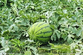 What causes the brown rot of watermelon and how to prevent it