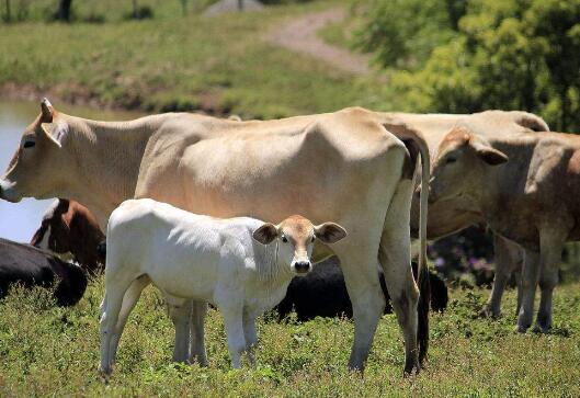 Types of Antibiotic Growth Promoting Agents Commonly Used in Beef Cattle and How to Use