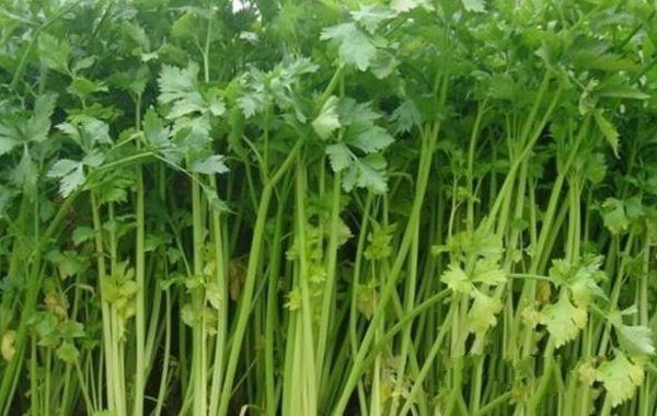 Suitable planting environment for celery