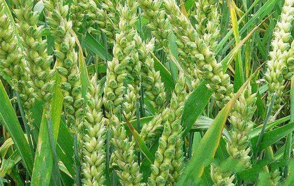 How to prevent and treat wheat head blight