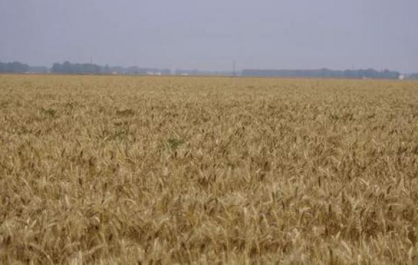 Techniques for controlling weeds in wheat field after wheat jointing