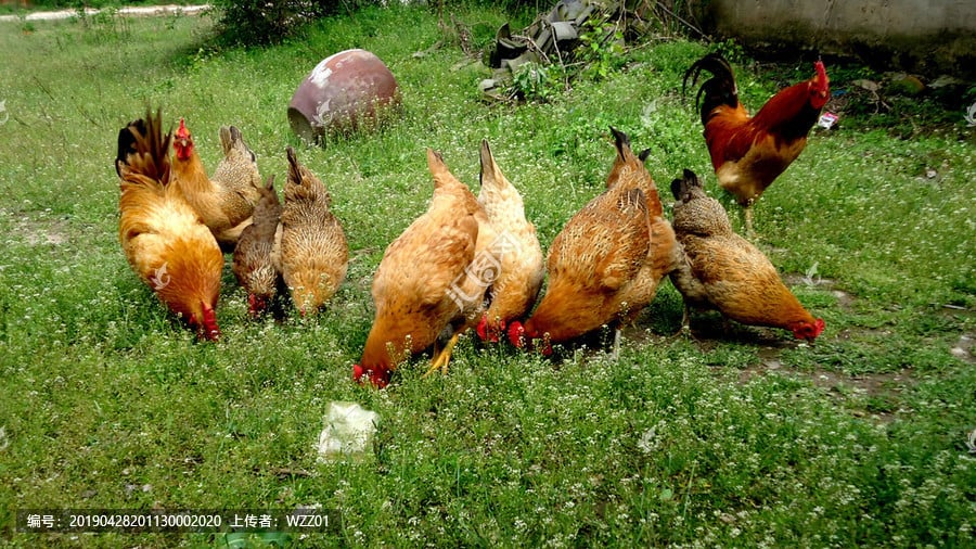  Common chicken diseases in spring