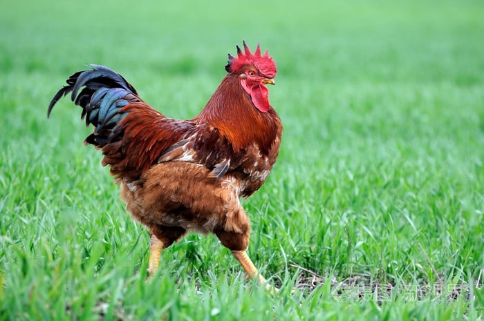 What are the common chicken diseases in spring