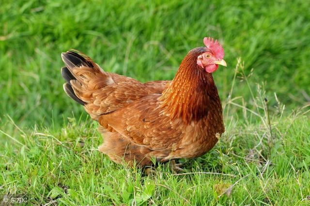 What does the harm of Chicken Louse have?