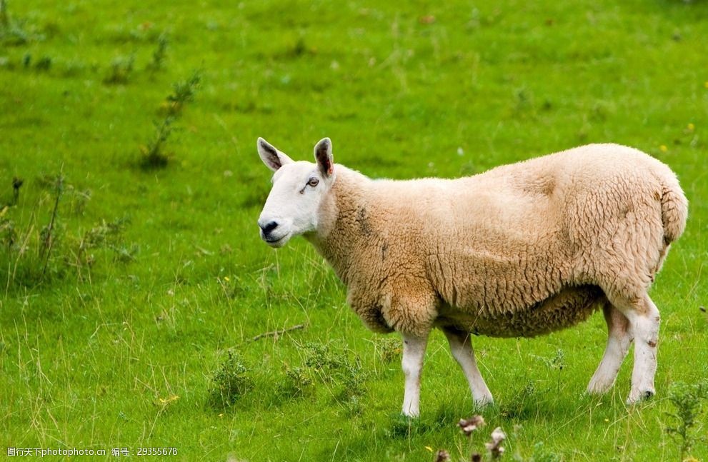 Common Infectious Disease in sheep -- virus of sheep