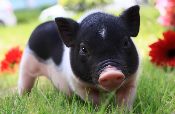 What is pig No. 5 disease?