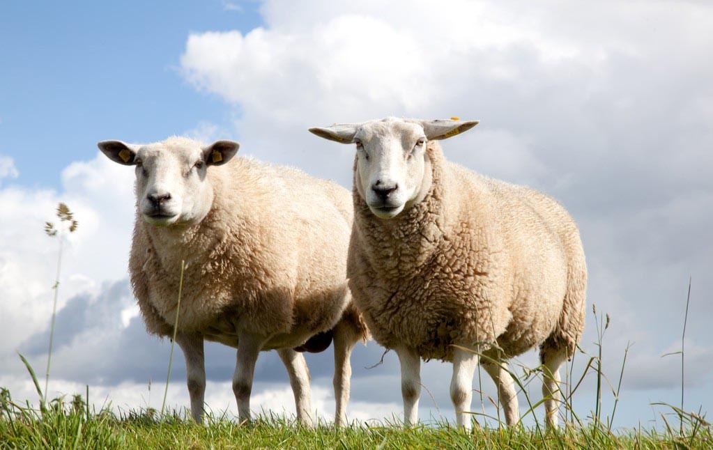 The 5 most common diseases of sheep and treatments