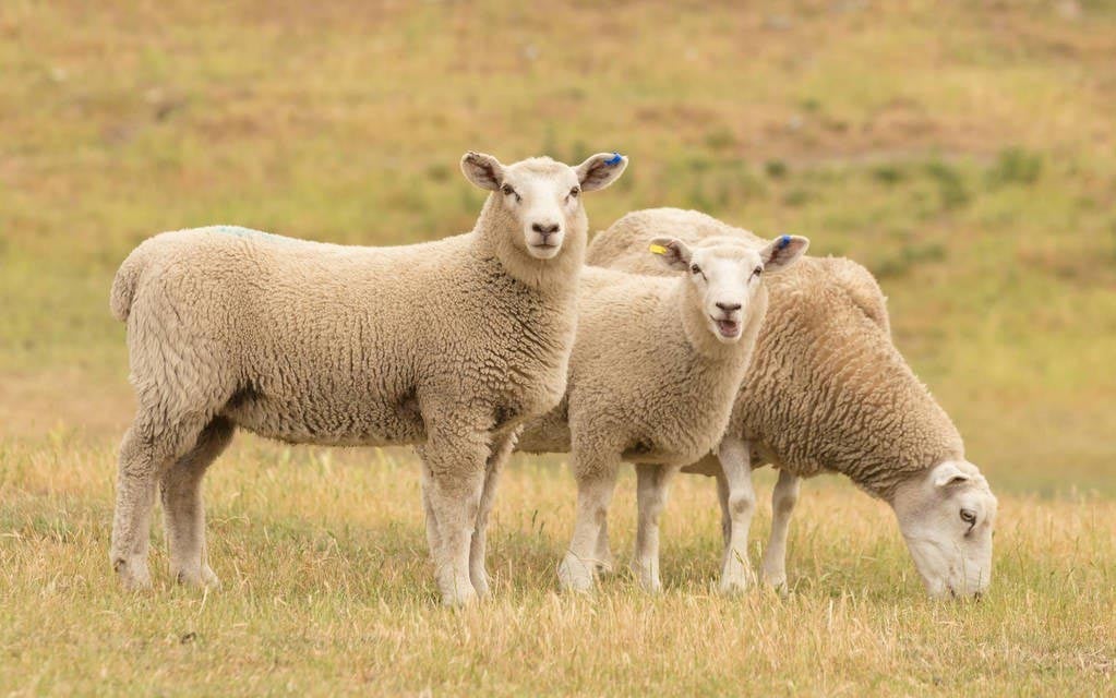 Six common diseases of sheep