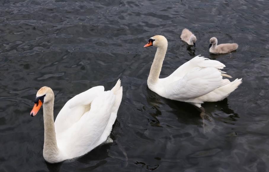 How raising ducks in winter can increase the benefit