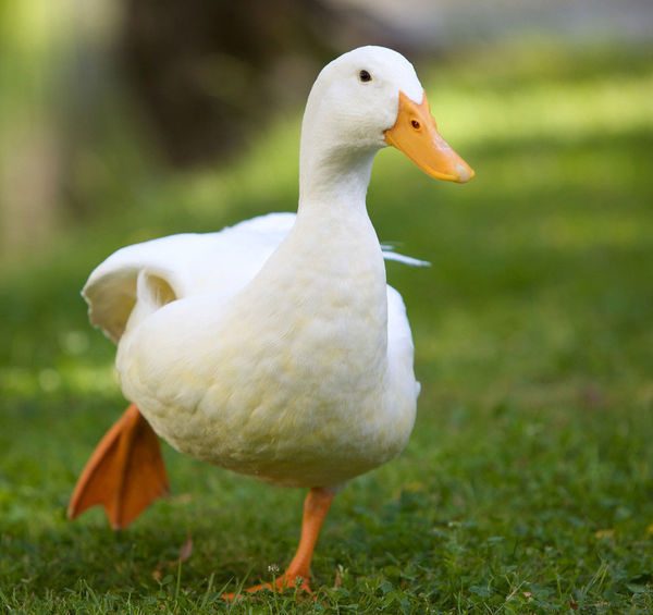 Duck vitamin B 2 deficiency