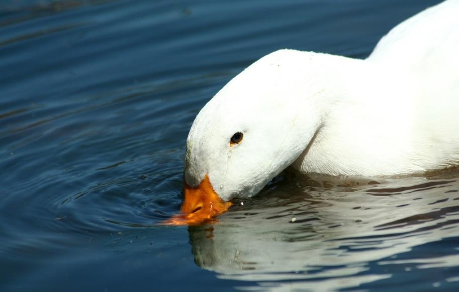 Symptoms and treatment of duck cold