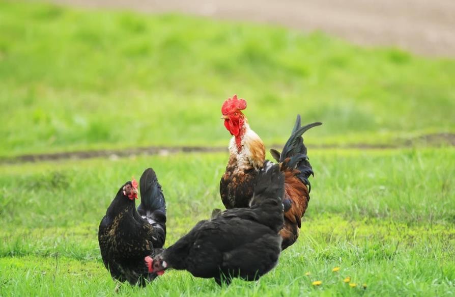 Common Disease in chickens -- Newcastle disease in chickens