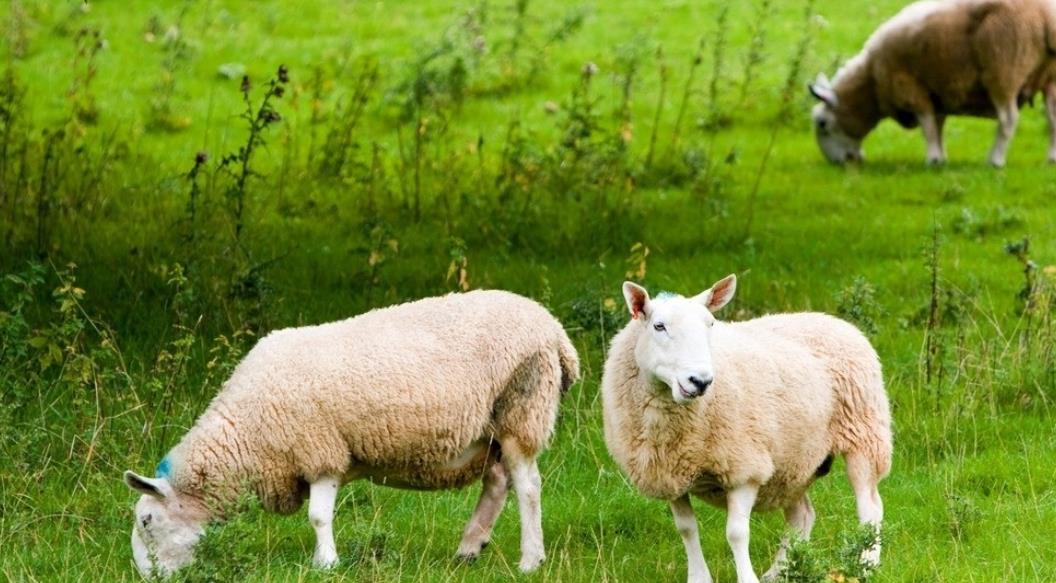 Sheep ketonuria